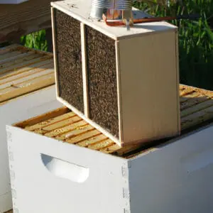 2023 Bee Nucs for sale at Napoleon Bee Supply - Napoleon Bee Supply