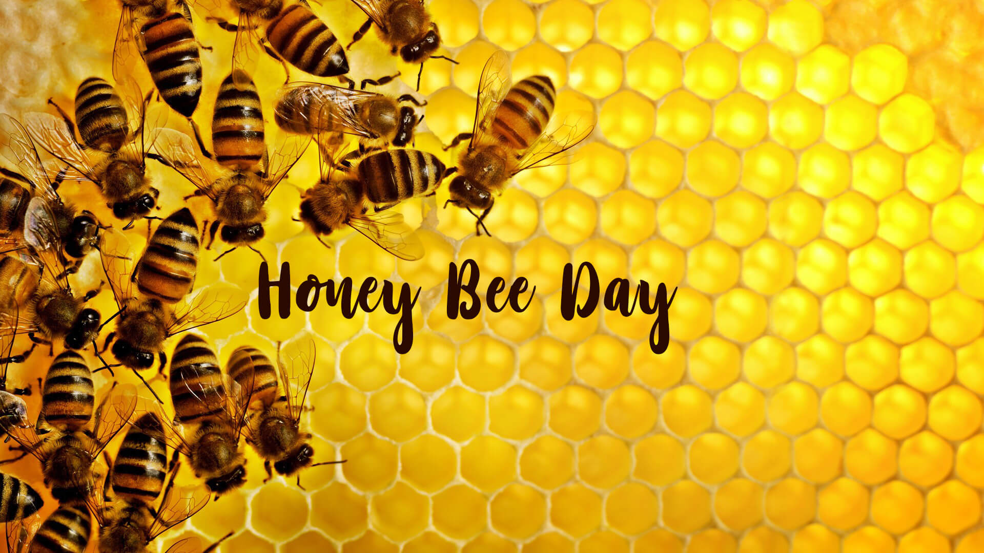 Happy Honey Bee Day Hive Swarm Colony Hd  1 