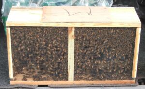 3 lb package with marked queen